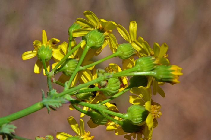 Packera neomexicana has bracts surrounding the flower heads that are greenish or yellowish. These bracts or phyllaries are similar to all species of Packera and Senecio.  New Mexico Groundsel